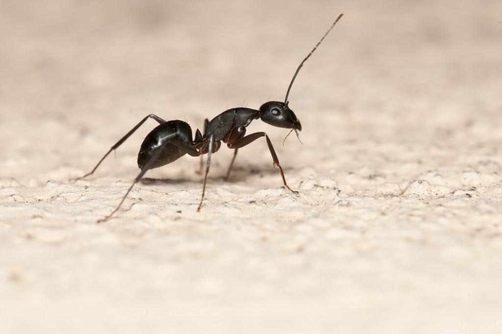 An ant inside a home ready to look for food